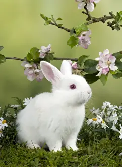Easter Prints: RABBIT - Mini Ivory Satin Rabbit - sitting in flowers under blossom