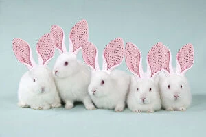 Bunny Gallery: RABBIT - Mini ivory satin rabbits sitting in