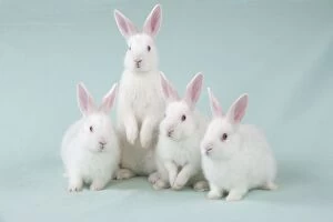 RABBIT - Mini ivory satin rabbits sitting in a row