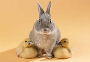 Images Dated 16th February 2007: Rabbit - with Muscovy Ducklings