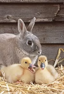 Images Dated 3rd March 2008: RABBIT - & Muscovy ducklings, quacking