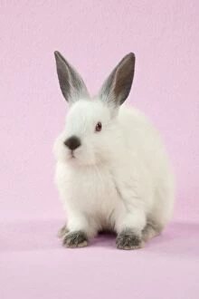 5 Gallery: RABBIT - Netherland dwarf himalayan baby rabbit