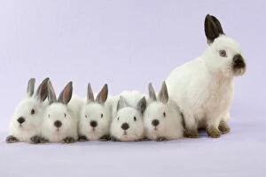 5 Gallery: RABBIT - Netherland dwarf himalayan baby rabbits