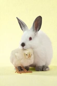 Images Dated 28th June 2012: RABBIT - Netherland dwarf himalayan baby rabbits sitting with a chick Digital Manipulation