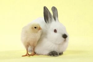 RABBIT - Netherland dwarf himalayan baby rabbits sitting with a chick