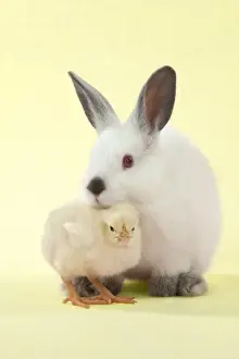 Dwarf Prints: RABBIT - Netherland dwarf himalayan baby rabbits sitting with a chick Digital Manipulation: background to yellow