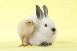 RABBIT - Netherland dwarf himalayan baby rabbits sitting with a chick Digital Manipulation: background to yellow