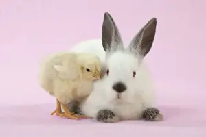 RABBIT - Netherland dwarf himalayan baby rabbits sitting with a chick Digital Manipulation: background to pink