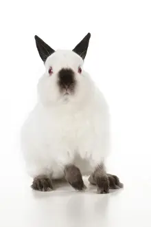 Dwarfs Prints: RABBIT - Netherland dwarf himalyan