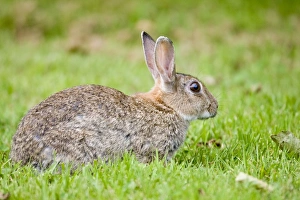 Images Dated 9th August 2007: Rabbit Norfolk UK