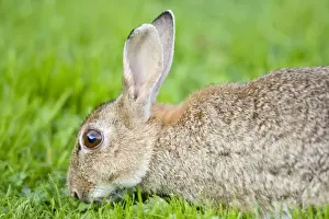 Rabbit Norfolk UK
