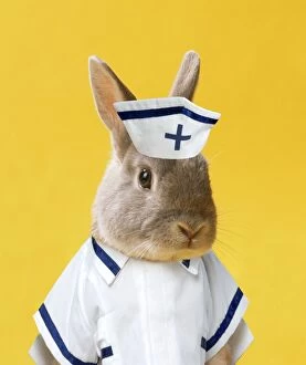 Rabbit - in nurse uniform