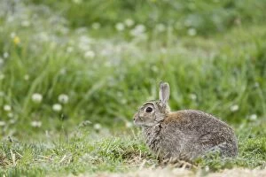 Images Dated 21st June 2010: Rabbit - Orkney Mainland MA002278