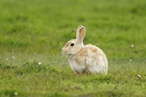 Rabbit - pale form