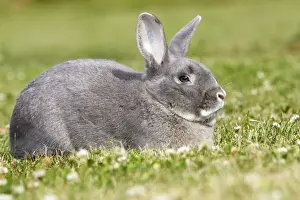 Small Pet Prints: Rabbit - Perl Feh / Parelfeh Breed - originated in Germany