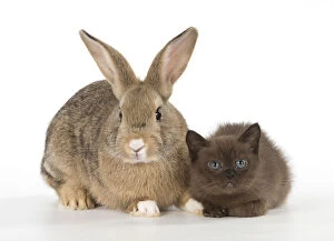 Agouti Gallery: Rabbit, Pet rabbit ( agouti ) with asian kitten