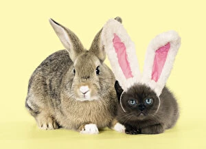 Bunny Gallery: Rabbit, Pet rabbit ( agouti ) with asian kitten (chocolate ) wearing rabbit / bunny ears Date