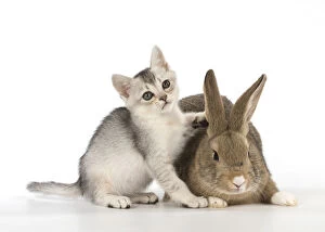 Agouti Gallery: Rabbit, Pet rabbit ( agouti ) with Burmilla kitten