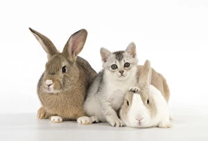 Burmilla Gallery: Rabbit, Pet rabbits ( agouti ) & Dutch with