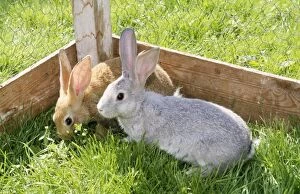 Rabbit - two pets in garden