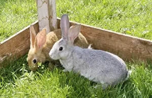 In Pen Prints: Rabbit - two pets in garden