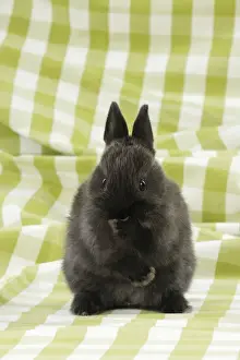 RABBIT. Rabbit with paw over mouth
