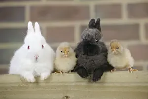 Albinos Prints: RABBIT. Rabbits and chicks sitting together