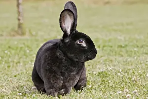 Rabbit - Rex - black
