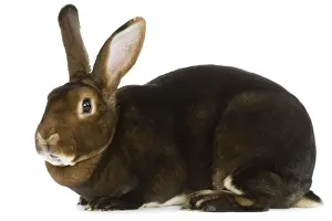 Small Pet Prints: Rabbit - Rex Castor