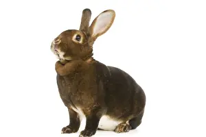 Rabbit - Rex Castor