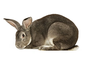 Chinchilla rex rabbits for hot sale sale