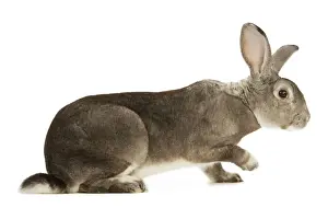 Rabbit - Rex Chinchilla