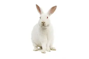 Rabbit Prints: Rabbit - Rex - white - in studio