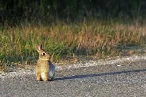 Rabbit - on road