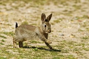 6 Gallery: Rabbit - running