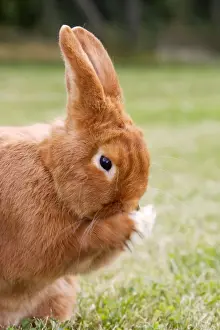 Grooming Prints: Rabbit - Sachsengold - cleaning face. Originated in Germany