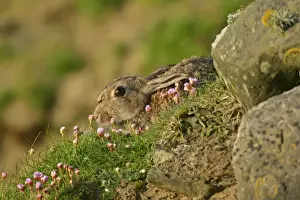 Thrift Prints: Rabbit sitting amidst Sea pink Sumburgh Head RSPB Reserve