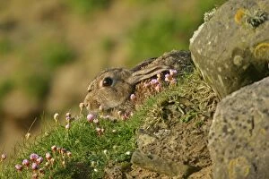 Images Dated 1st June 2007: Rabbit - sitting amidst Sea pink Thrift