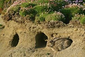 Rabbit - sitting in front of burrow