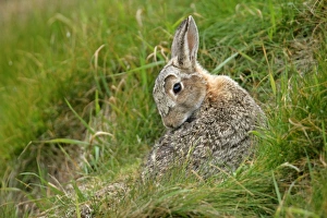 Images Dated 2nd June 2007: Rabbit sitting in front of burrow cleaning it's fur Sumburgh Head RSPB Reserve, South Mainland