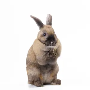 Small Pet Prints: Rabbit - sitting up on hind legs