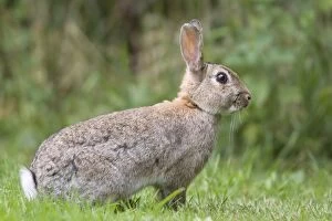 Rabbit - sitting on lawn
