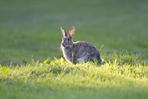 Rabbit - sitting on lawn in shaft of sunlight