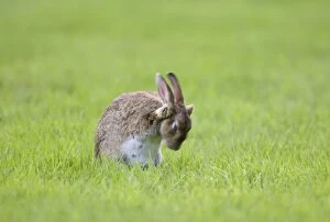 Rabbit - sitting on lawn and washing face