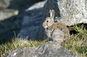Rabbit - sitting among rocks - North Uist - Outer Hebrides