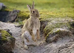 Burrow Prints: Rabbit SM 352 Oryctolagus coniculus © Stefan Meyers / ARDEA LONDON