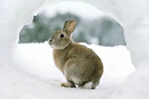 Images Dated 30th April 2008: Rabbit - in snow