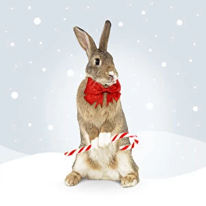 Bows Gallery: Rabbit, standing up holding Christmas candy cane