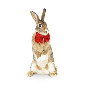 Agouti Gallery: Rabbit, standing up wearing red bow tie, Easter