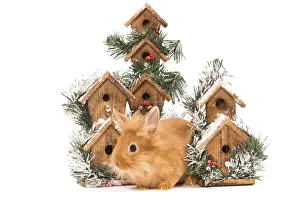 Nest Boxes Prints: Rabbit - in studio in front of christmas birdboxes